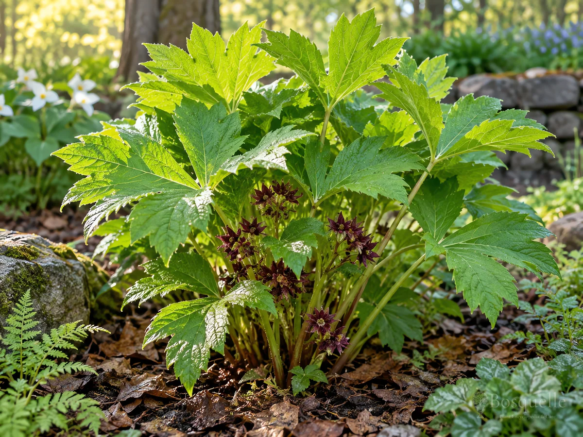 How to Grow Yellowroot — for Yellowroot