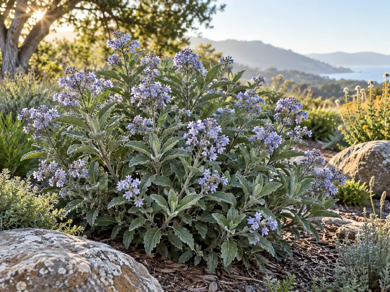 Grow and Care for Yerba Santa guide illustration