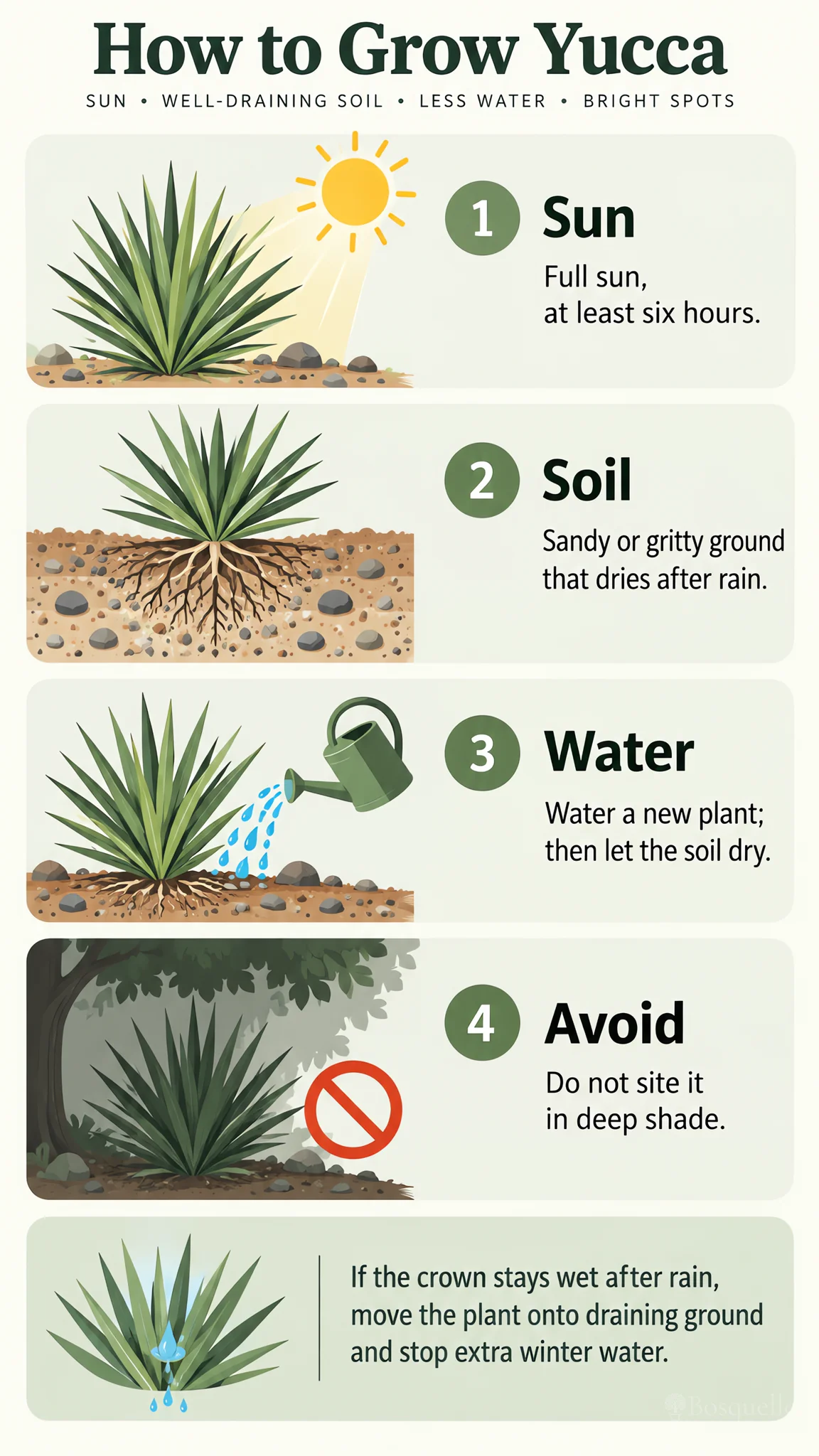 How to Grow Yucca care summary diagram