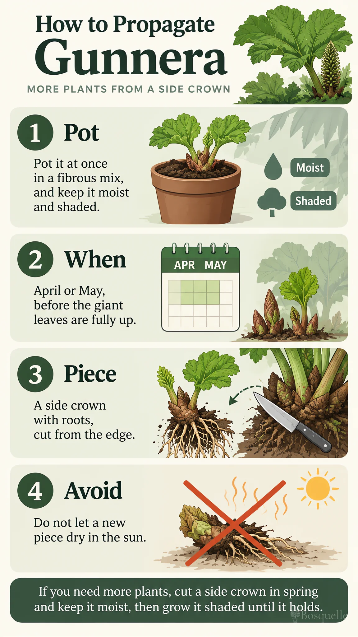 How to Propagate Gunnera care summary diagram