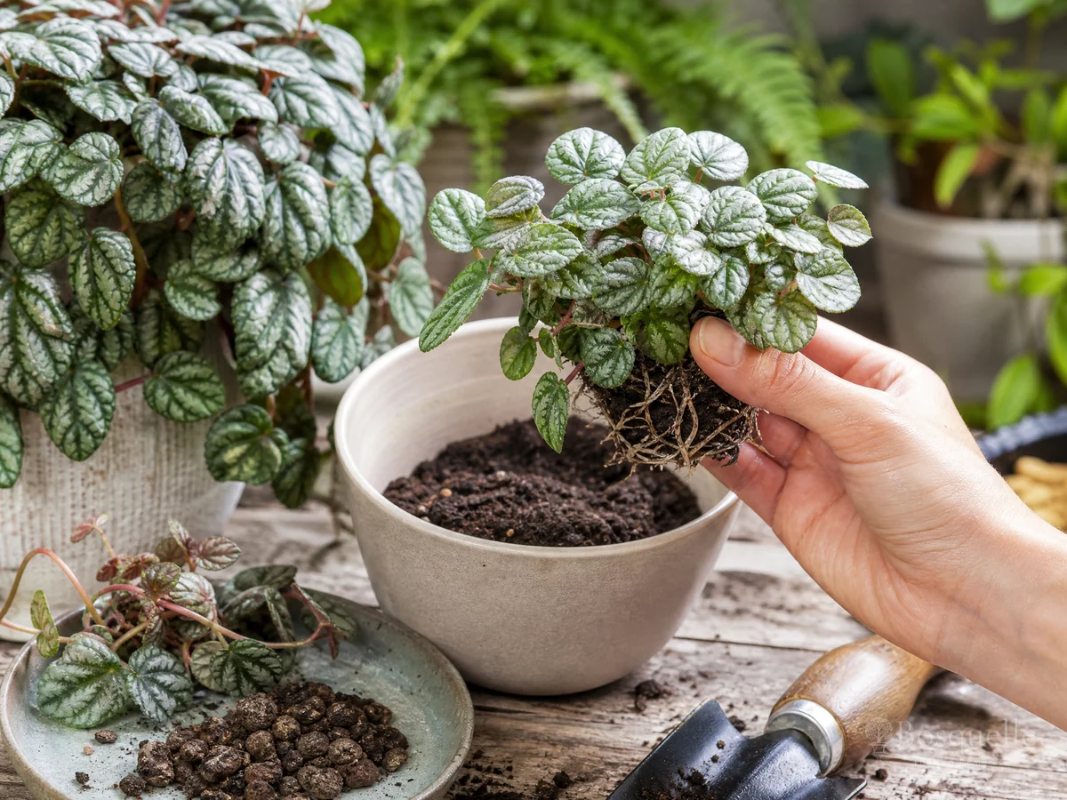 How to Propagate Pellionia guide illustration