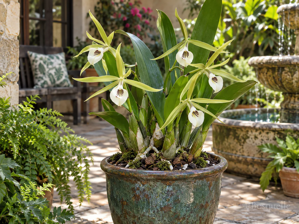 How to Repot Prosthechea guide illustration