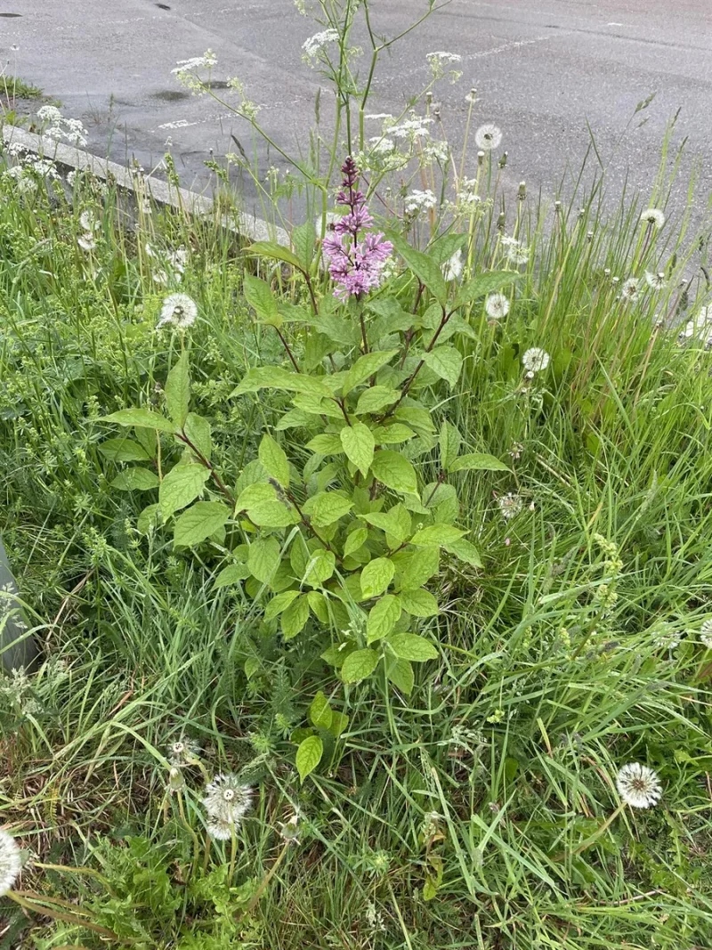 Hungarian Lilac in the wild — habit, Norway