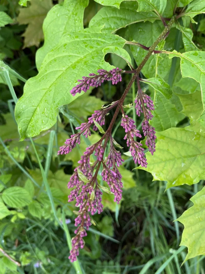 Hungarian Lilac in the wild — habit, Norway
