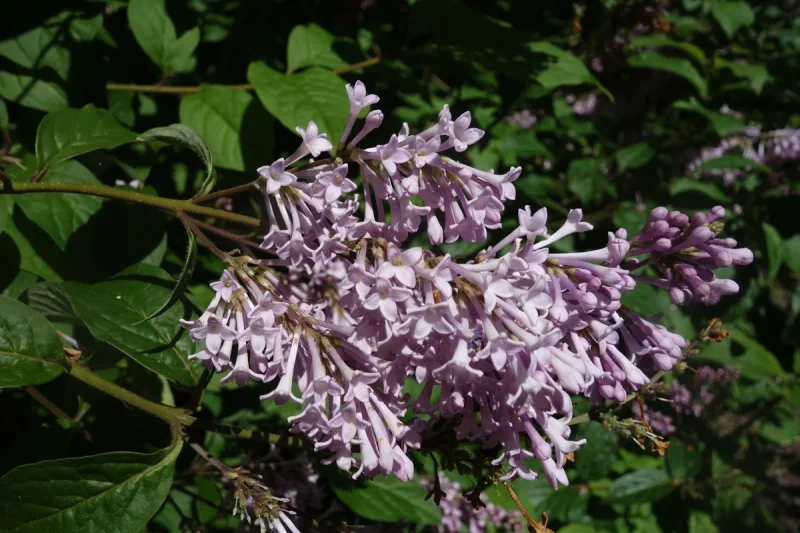 Hungarian Lilac in the wild — habit, Norway