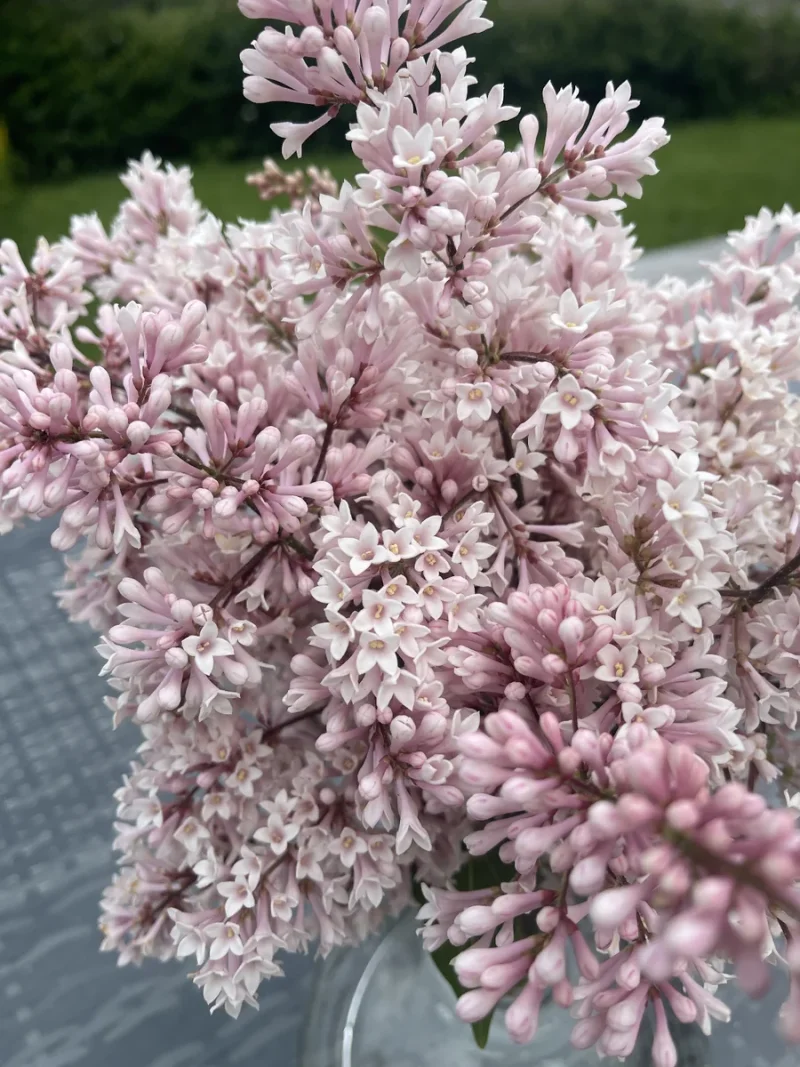 Hungarian Lilac in the wild — habit, Norway