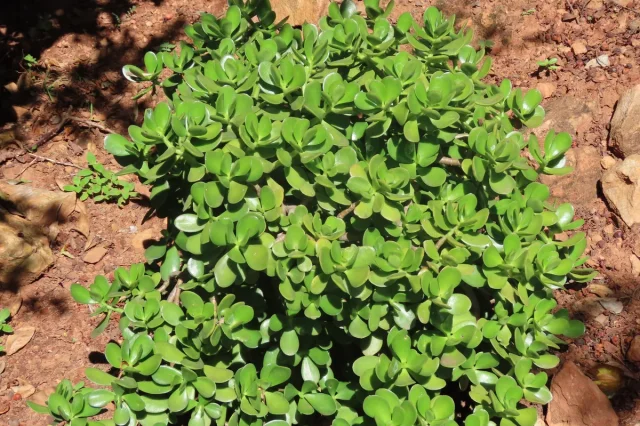 Jade Plant in the wild — habit, South Africa