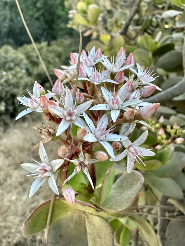 Jade Plant in the wild — habit, United States of America