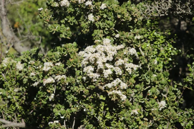 Jade Plant in the wild — habit, South Africa