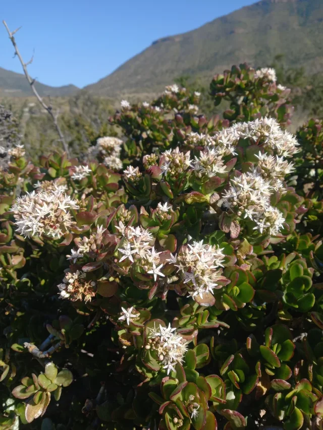 Jade Plant in the wild — habit, South Africa