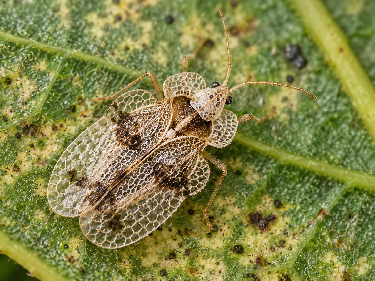 Lace Bugs