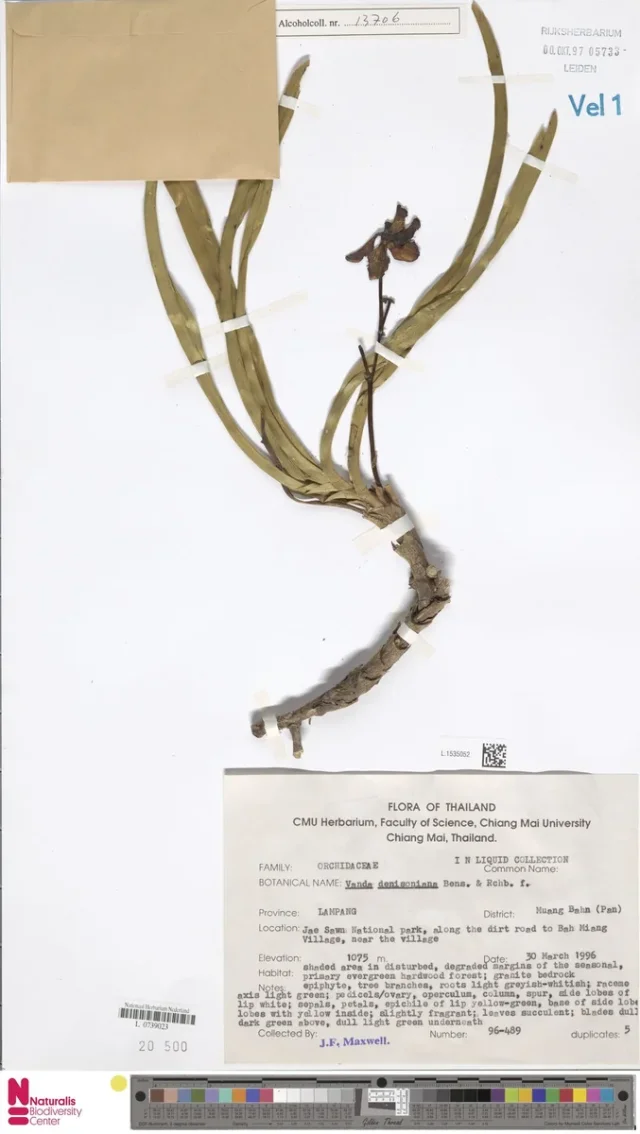 Lady Denison Londesborough's Vanda in the wild — habit, Thailand
