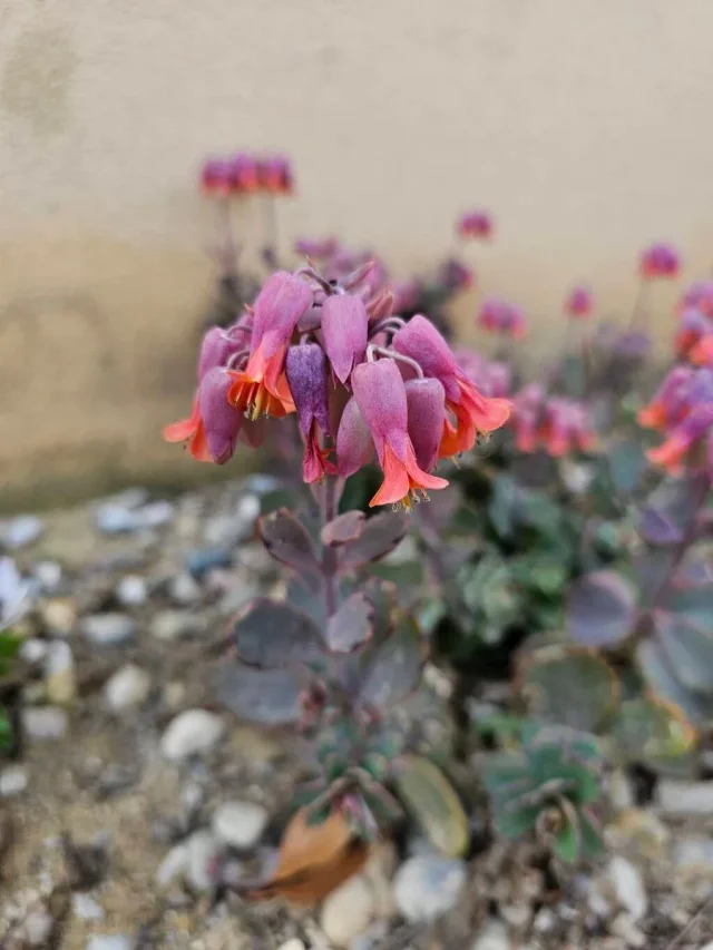 Lavender Scallops in the wild — habit, Spain