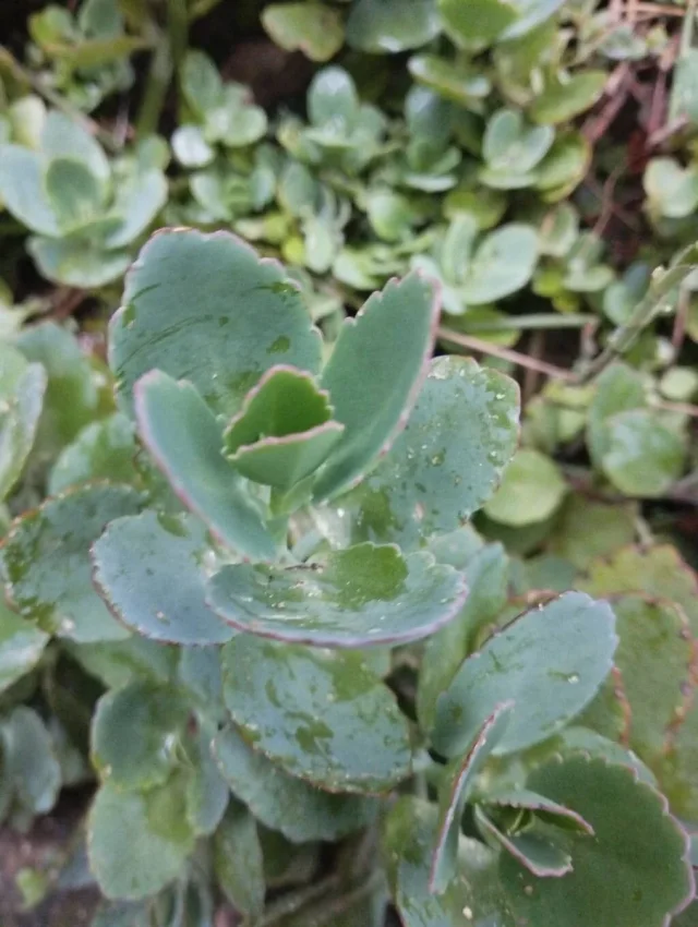 Lavender Scallops in the wild — habit, Brazil
