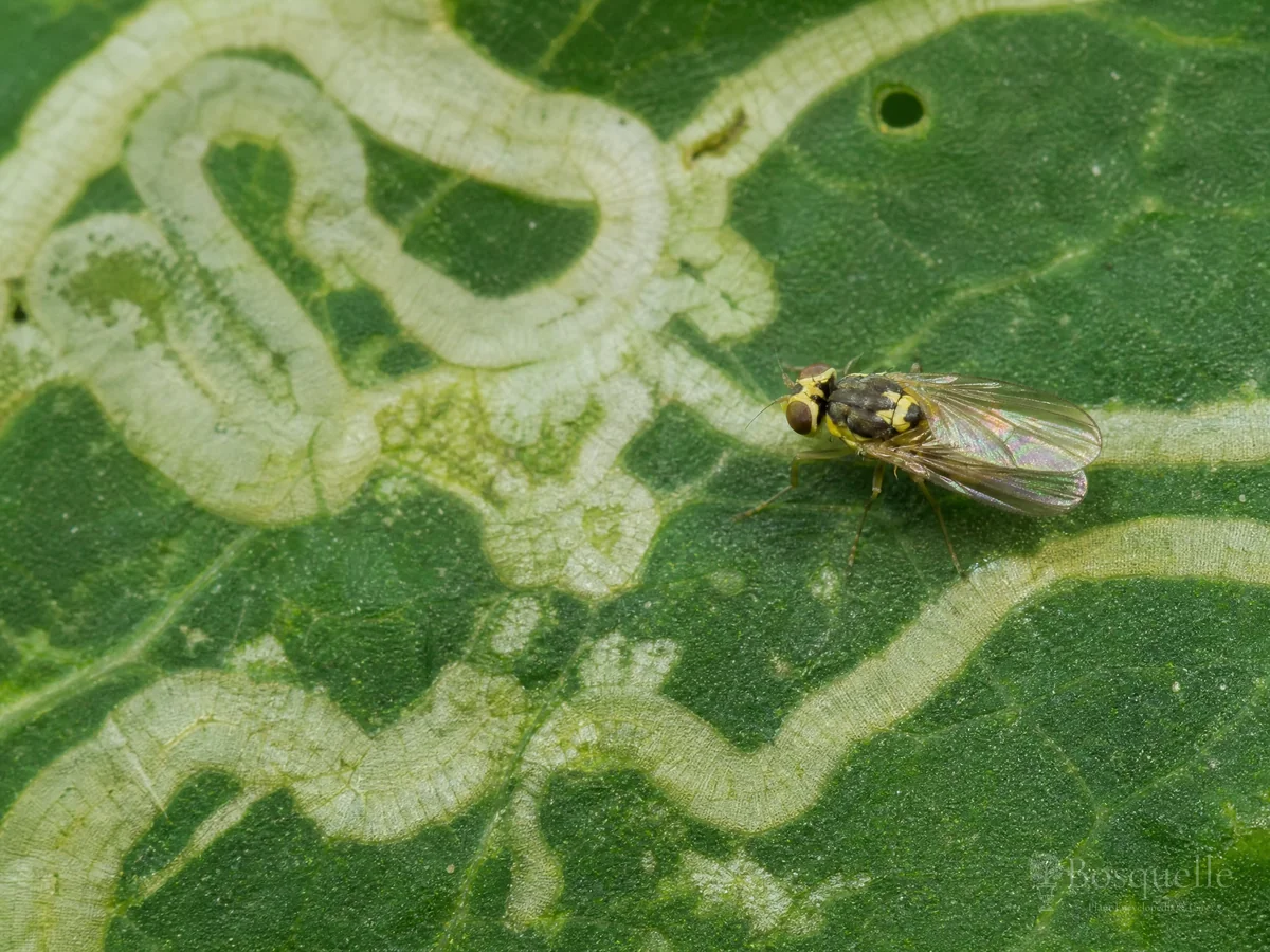 Leaf Miner