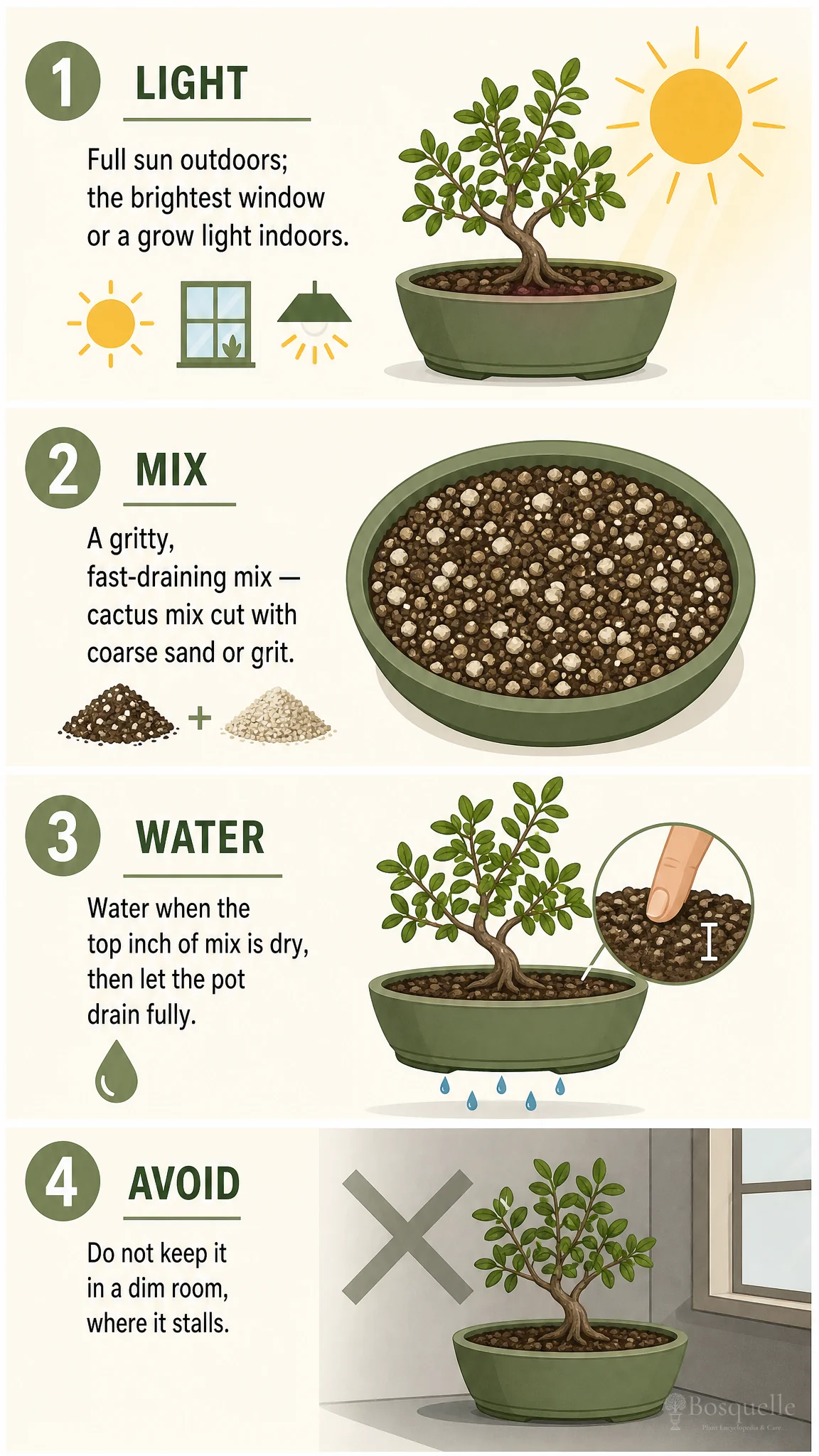 Lignum Vitae in Pots care summary diagram
