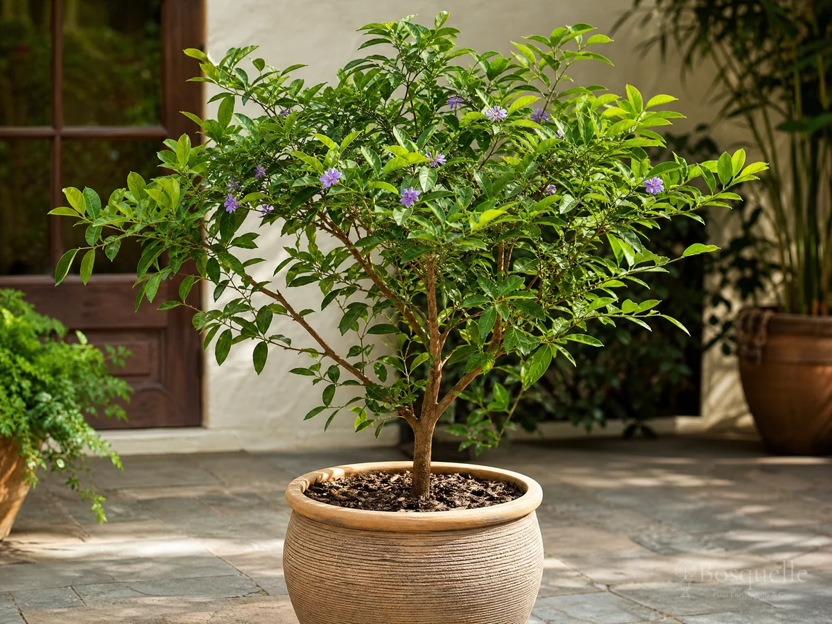 Lignum Vitae in Pots guide illustration