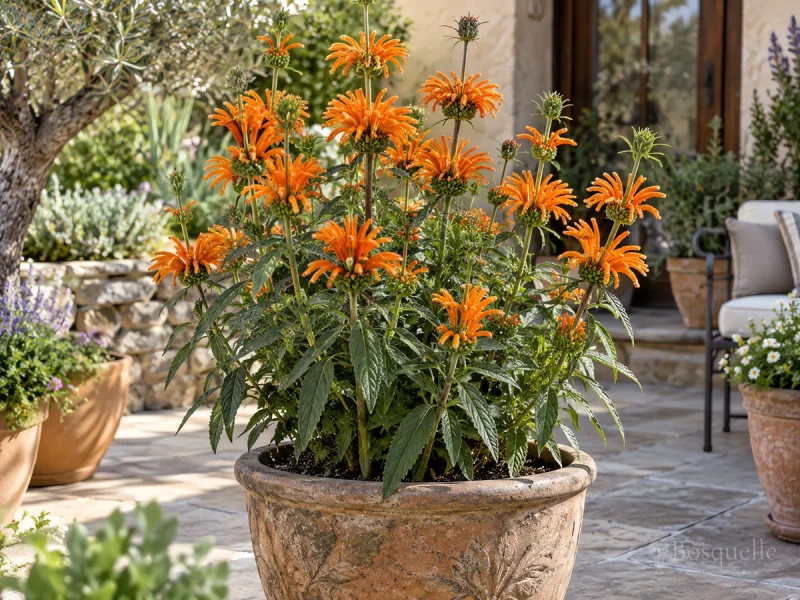 Lion's Tail in Pots — for Lion's Tail