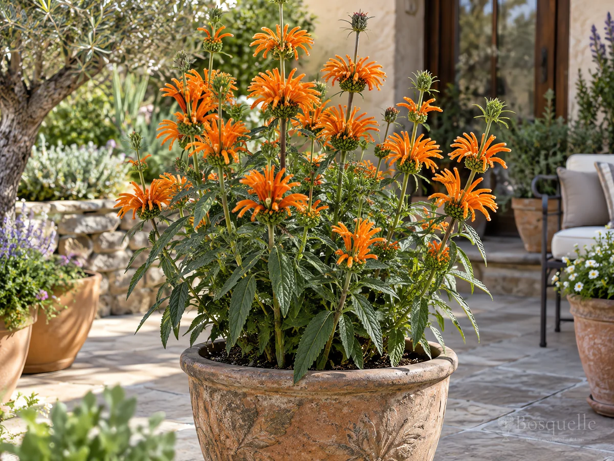 Lion’s Tail in Pots guide illustration