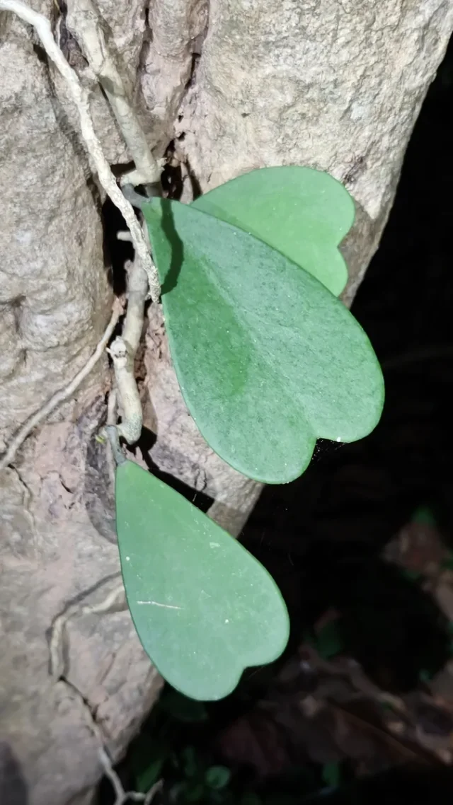 Lucky Heart Plant in the wild — habit, Thailand