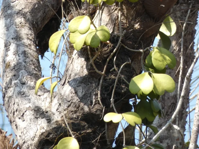 Lucky Heart Plant in the wild — habit, Lao People’s Democratic Republic