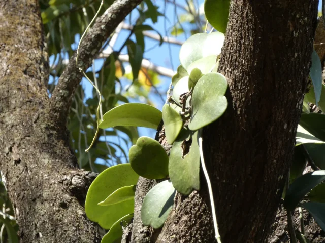 Lucky Heart Plant in the wild — habit, Lao People’s Democratic Republic
