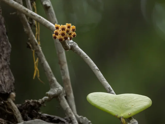Lucky Heart Plant in the wild — habit
