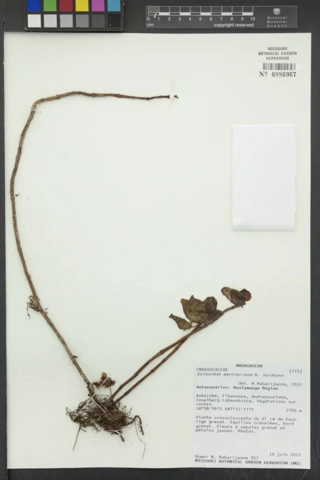 Marnier's Kalanchoe in the wild — habit, Madagascar