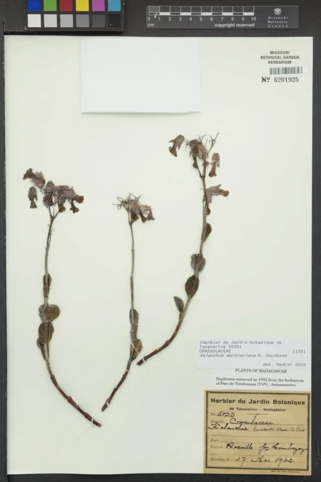 Marnier's Kalanchoe in the wild — habit, Madagascar