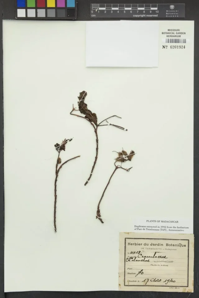 Marnier's Kalanchoe in the wild — habit, Madagascar