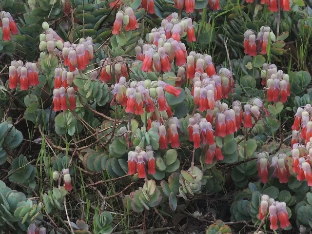 Marnier's Kalanchoe in the wild — habit