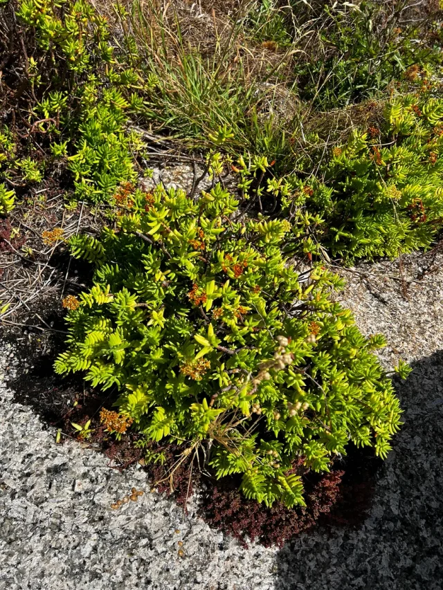 Four-angled Crassula in the wild — habit