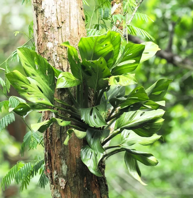 Swiss Cheese Plant in the wild — habit, Brazil