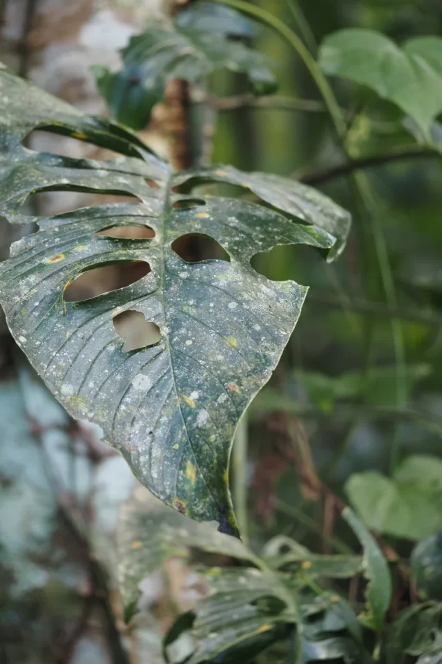 Swiss Cheese Plant in the wild — habit, Costa Rica