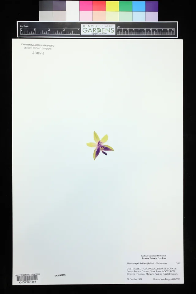 Moth Orchid in the wild — habit