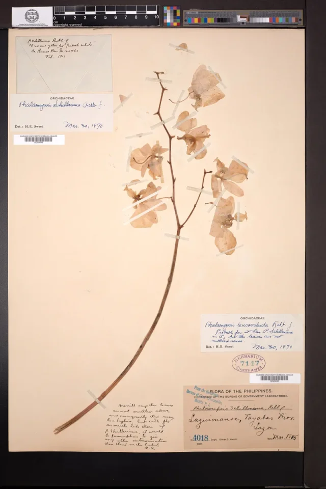 Moth Orchid in the wild — habit, Philippines