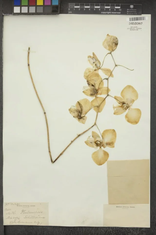 Moth Orchid in the wild — habit, United States of America