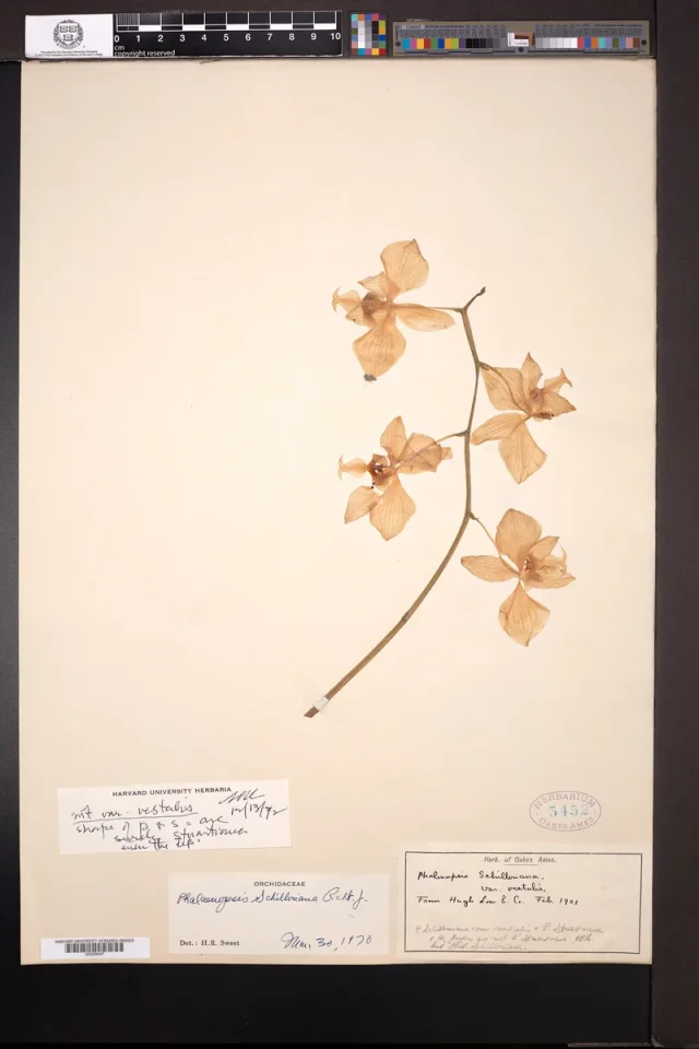 Moth Orchid in the wild — habit, Philippines