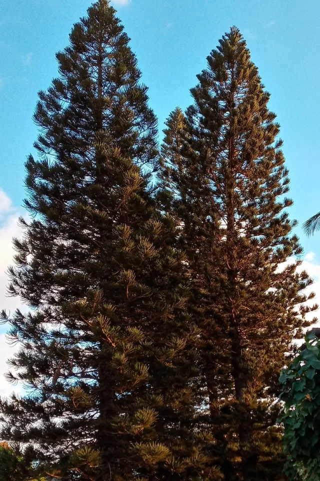 New Caledonian Pine in the wild — habit, United States of America