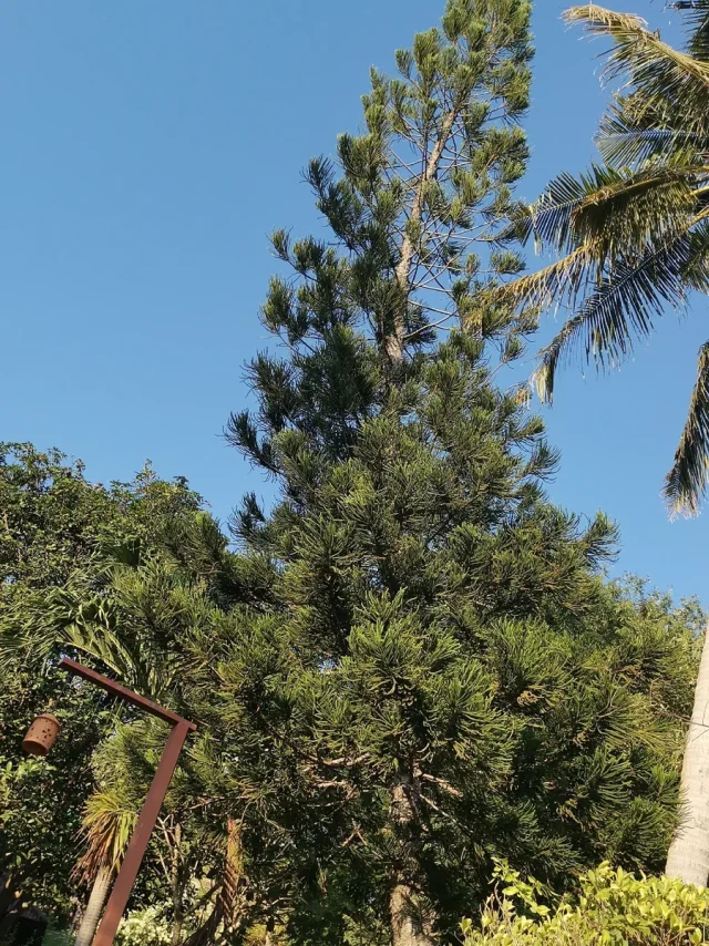 New Caledonian Pine in the wild — habit, Thailand