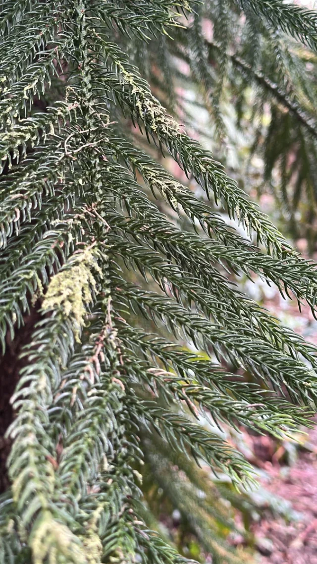 New Caledonian Pine in the wild — habit