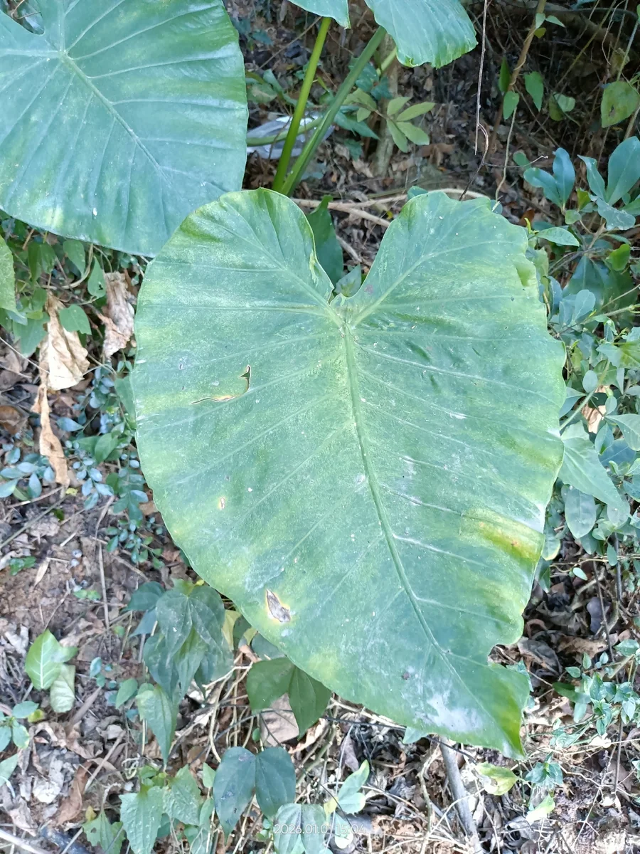Night-Scented Lily in the wild — habit, Chinese Taipei