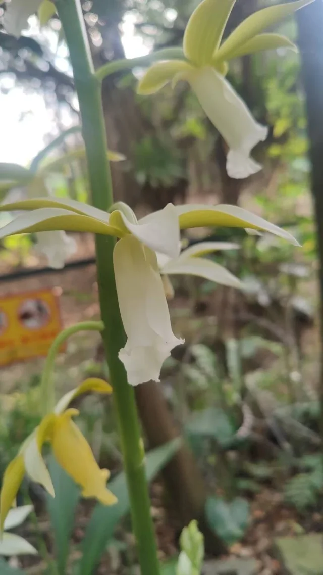 Nun's Orchid in the wild — habit, Chinese Taipei