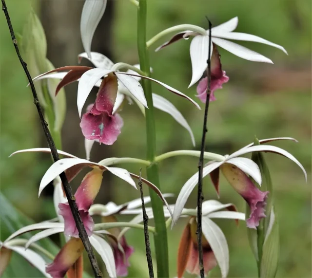 Nun's Orchid in the wild — habit, Ecuador