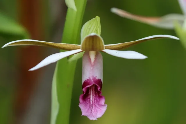 Nun's Orchid in the wild — habit, Cuba