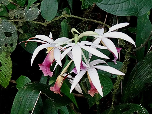 Nun's Orchid in the wild — habit