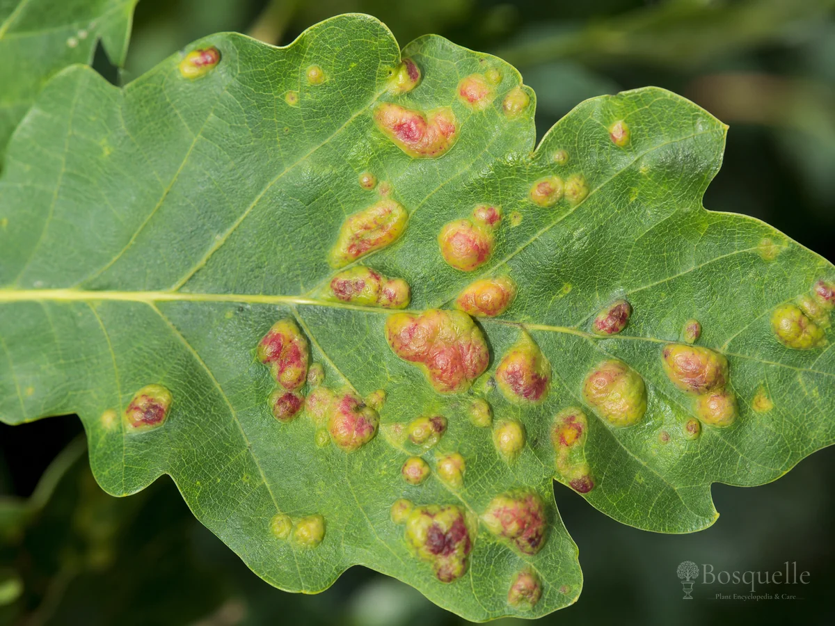 Oak Leaf Blister