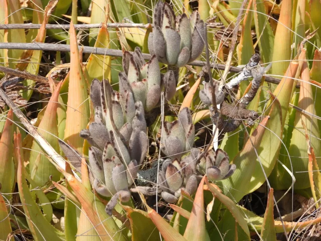 Panda Plant in the wild — habit, Madagascar