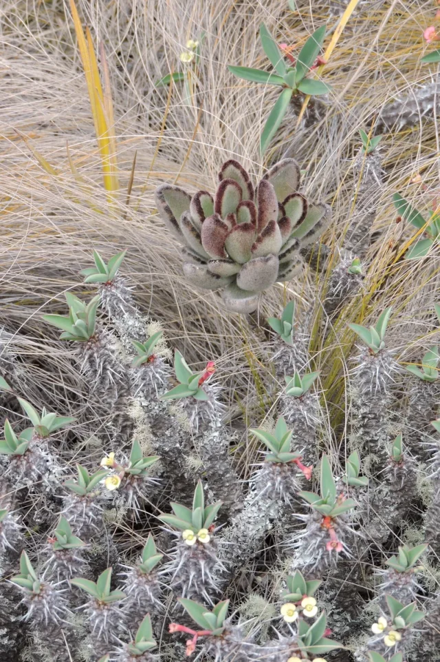 Panda Plant in the wild — habit, Madagascar