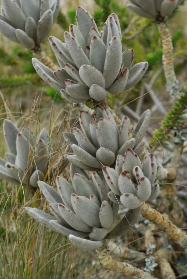 Panda Plant in the wild — habit, Madagascar